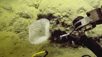 Media type: image;   Invertebrate Zoology 153111 Description: live specimen;